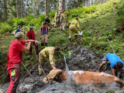 "Vermisste" Kuh aus Schlammloch gerettet